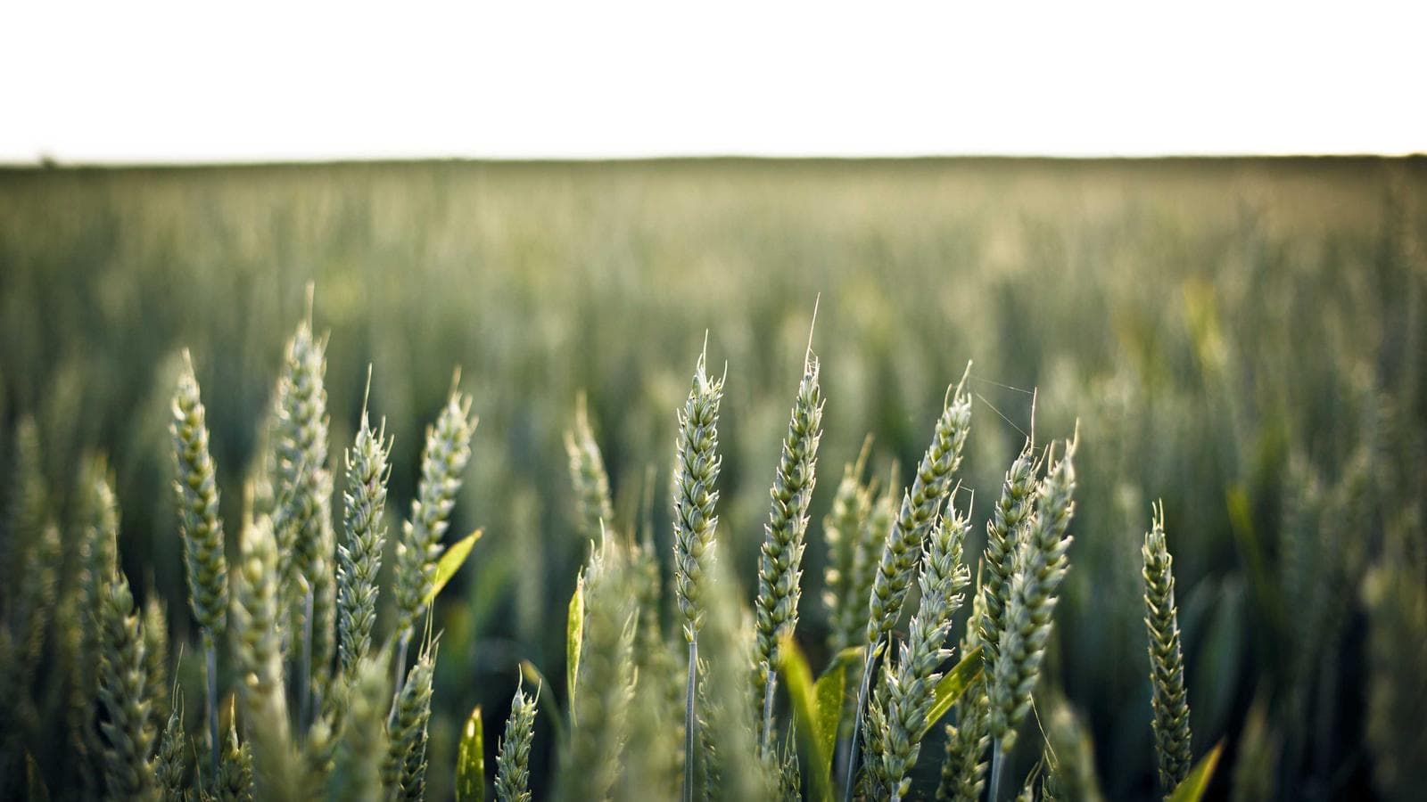 Hello Cognitype Blog — Cognitype blog thumbnail